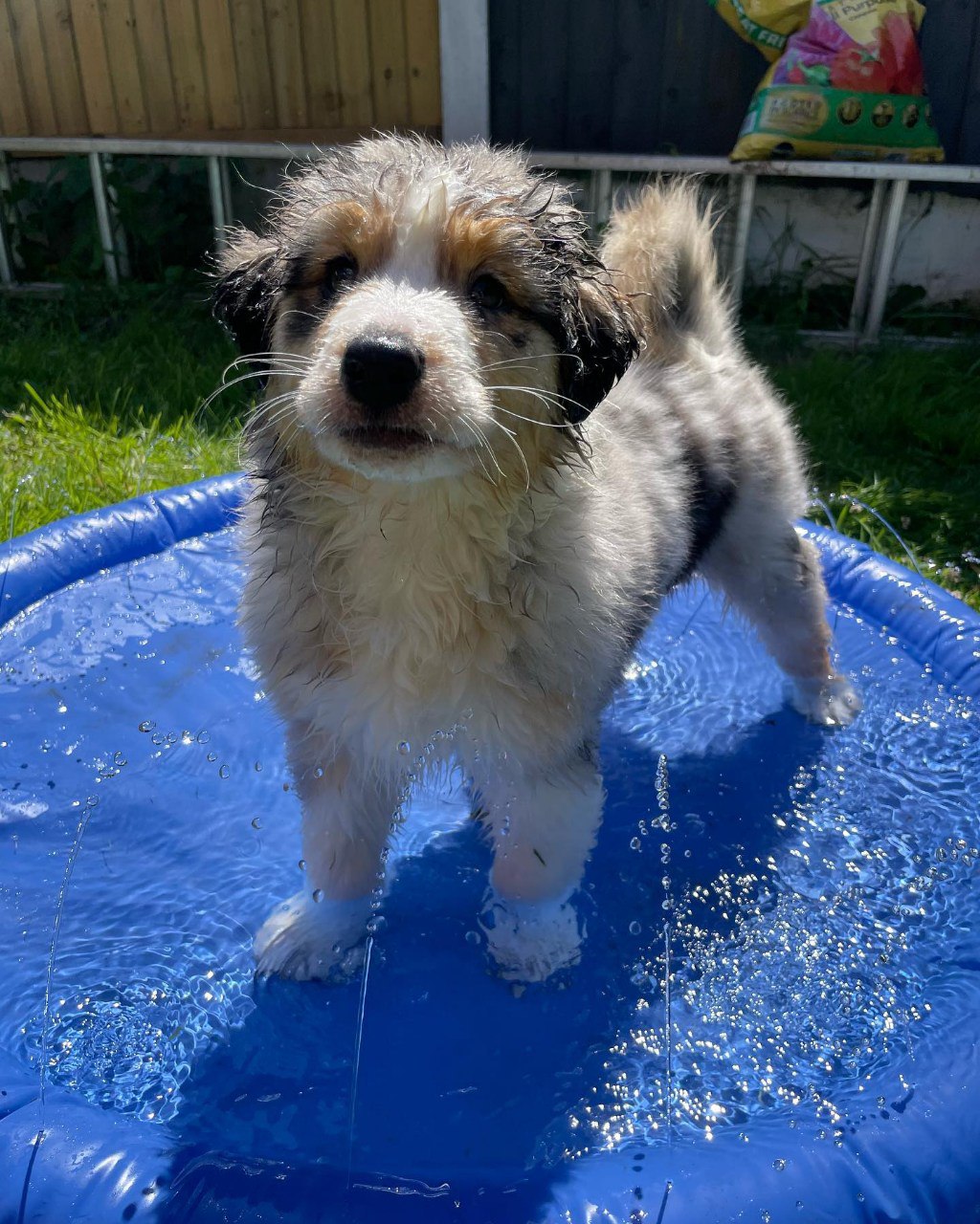 Agi - Australian Shepherd Puppy